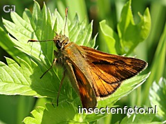 vlinder (2264*1698)